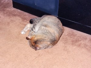 DSC00096
