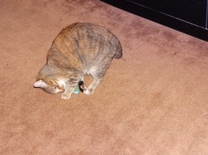 DSC00098