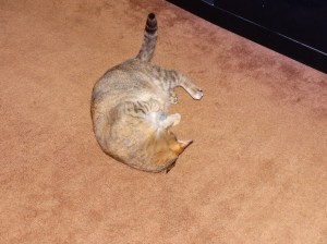 DSC00099
