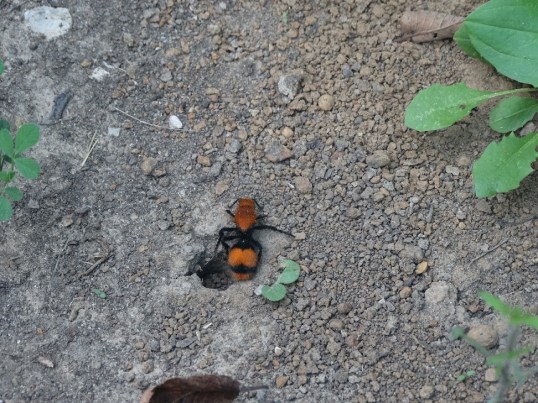 DSC02676-2