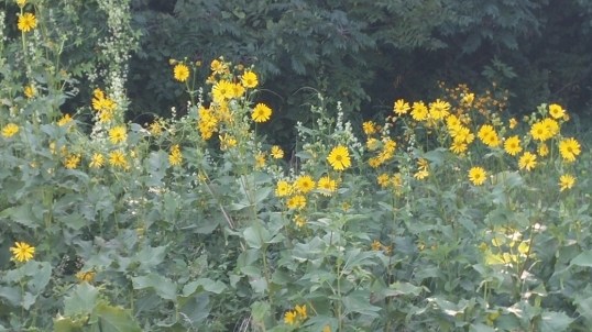 field of flowers