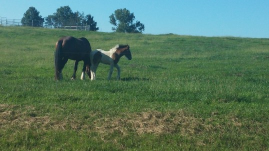new neighbor 1