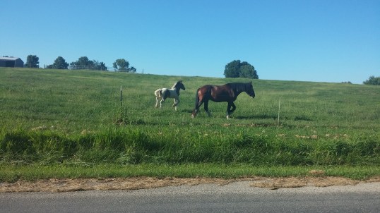 new neighbor 2