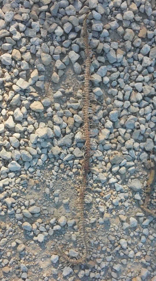 remains