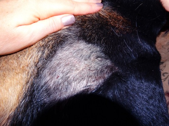 DSC03237-2