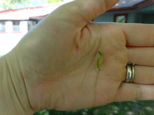green inchworm