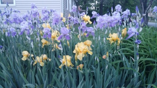 iris