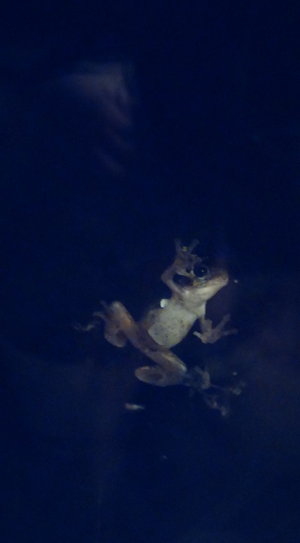 TREE FROG