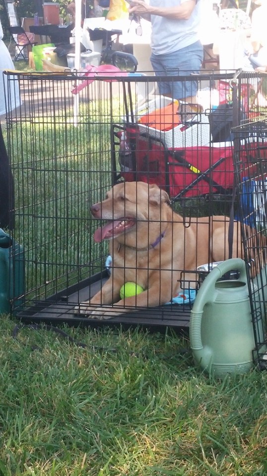 adoption event 3