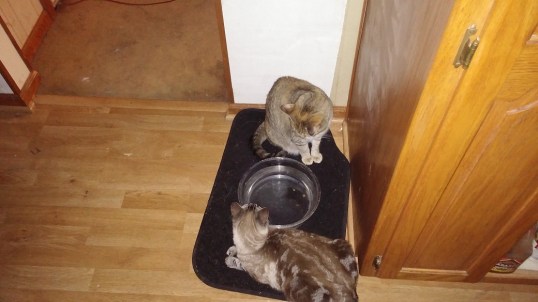 battle water bowl 1