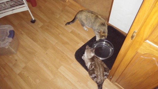 battle water bowl 2