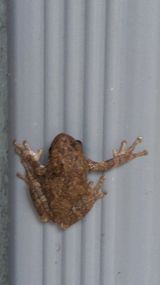 tree frog