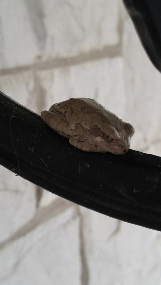 frog 2