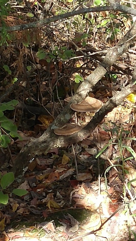 fungus