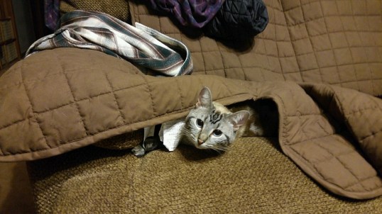peek a boo