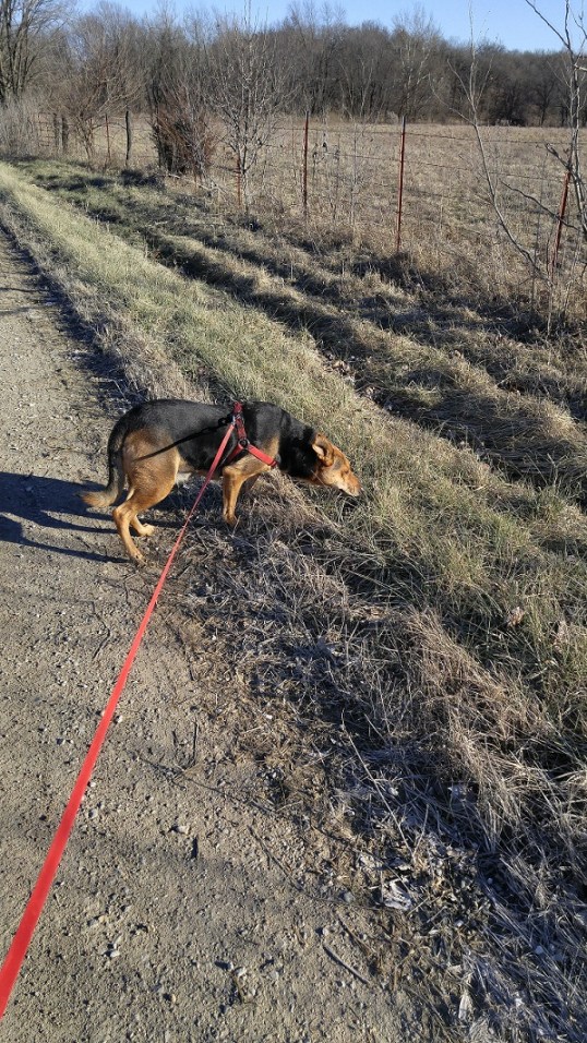 walking lucy-2