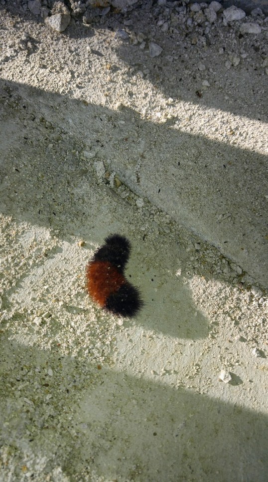 wooly worm-2