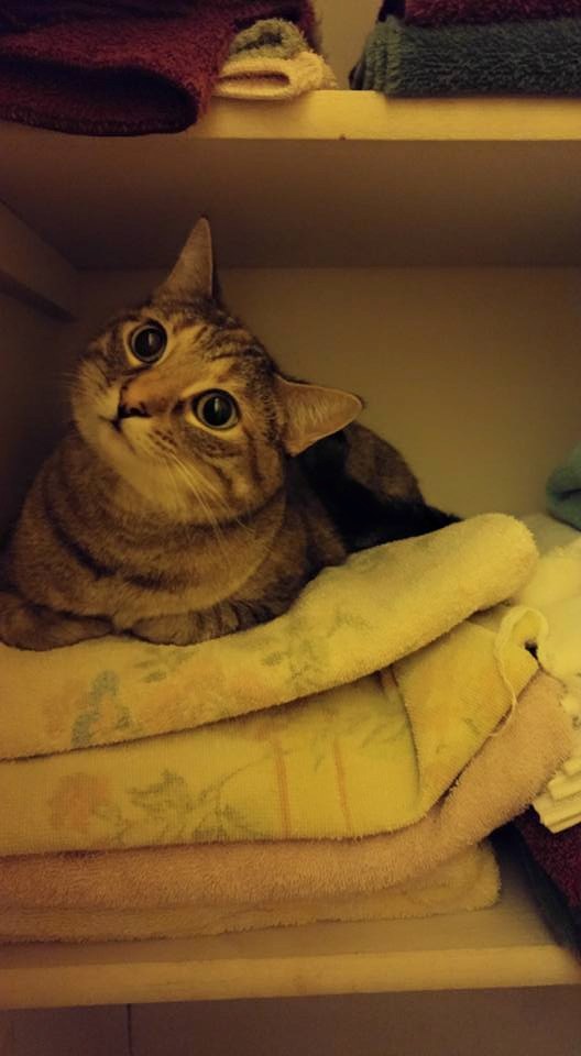 lily in the linen closet
