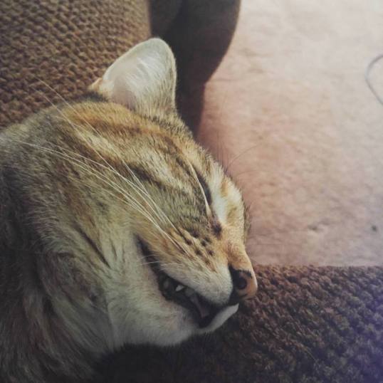 zonked out