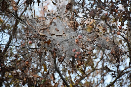 dsc_0052-2
