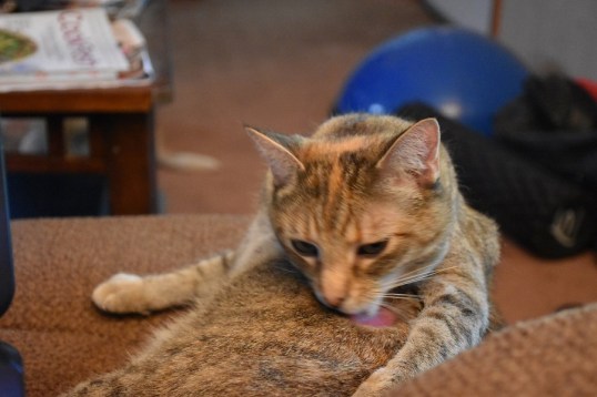 DSC_0385-2