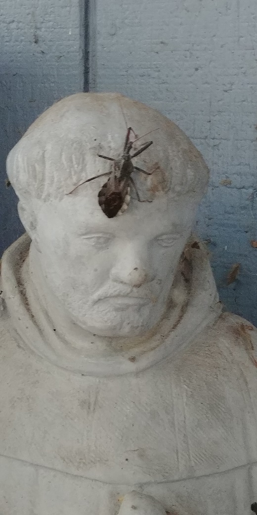 assasin bug 2-2