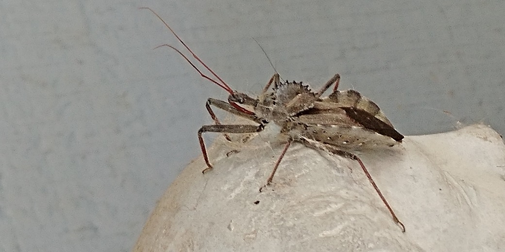 assasin bug-2