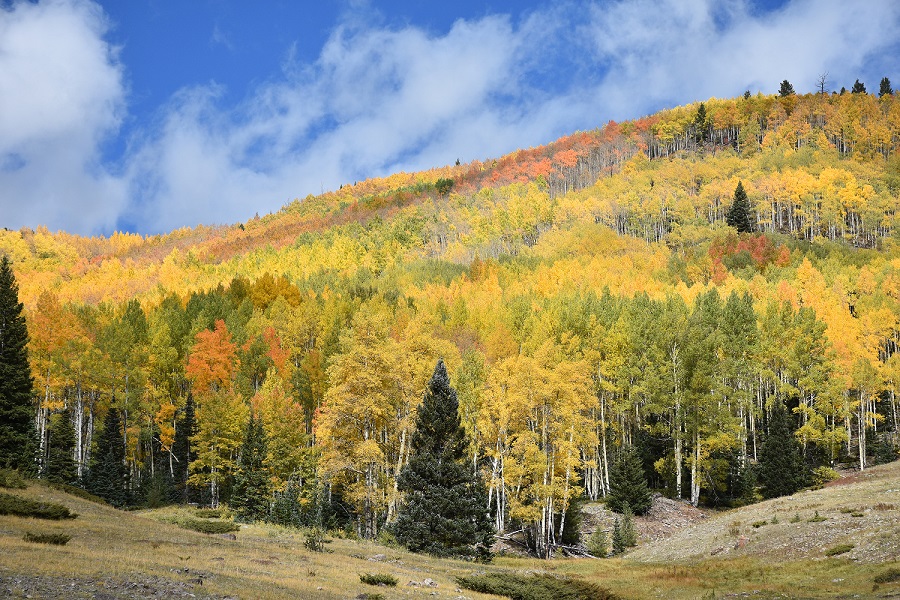 DSC_0604-2