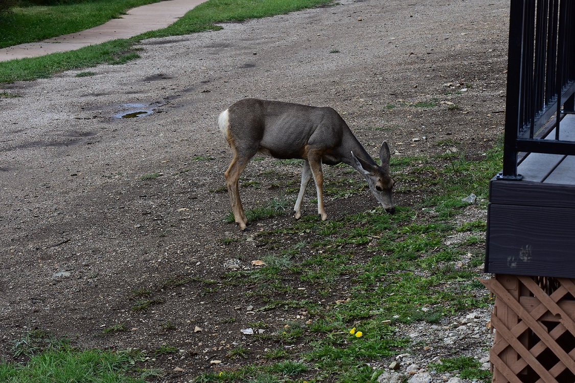 DSC_0726-2