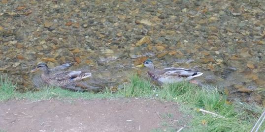duck