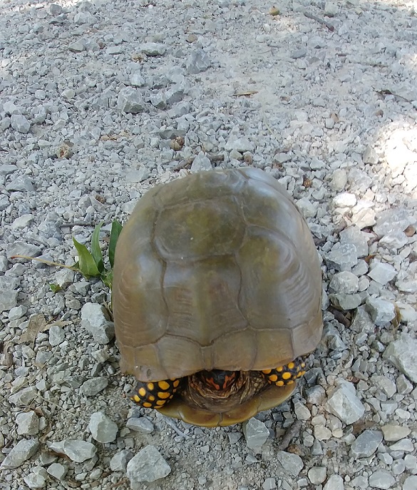 turtle